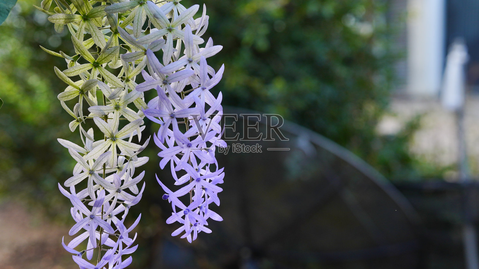 紫藤花，紫色花环背景衬托绿色叶子照片摄影图片