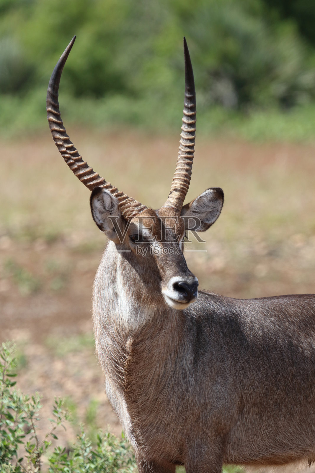 水羚 / Wasserbock / Kobus ellipsiprymnus照片摄影图片