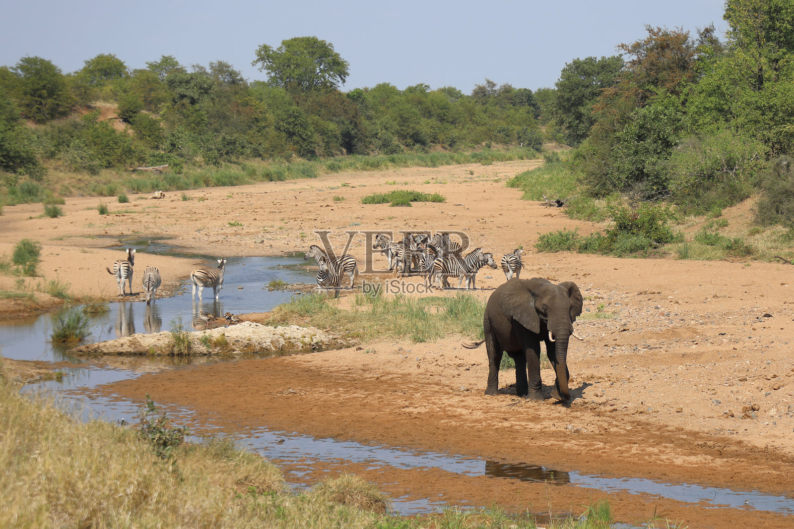 非洲象和布彻尔斑马在特森泽河中照片摄影图片