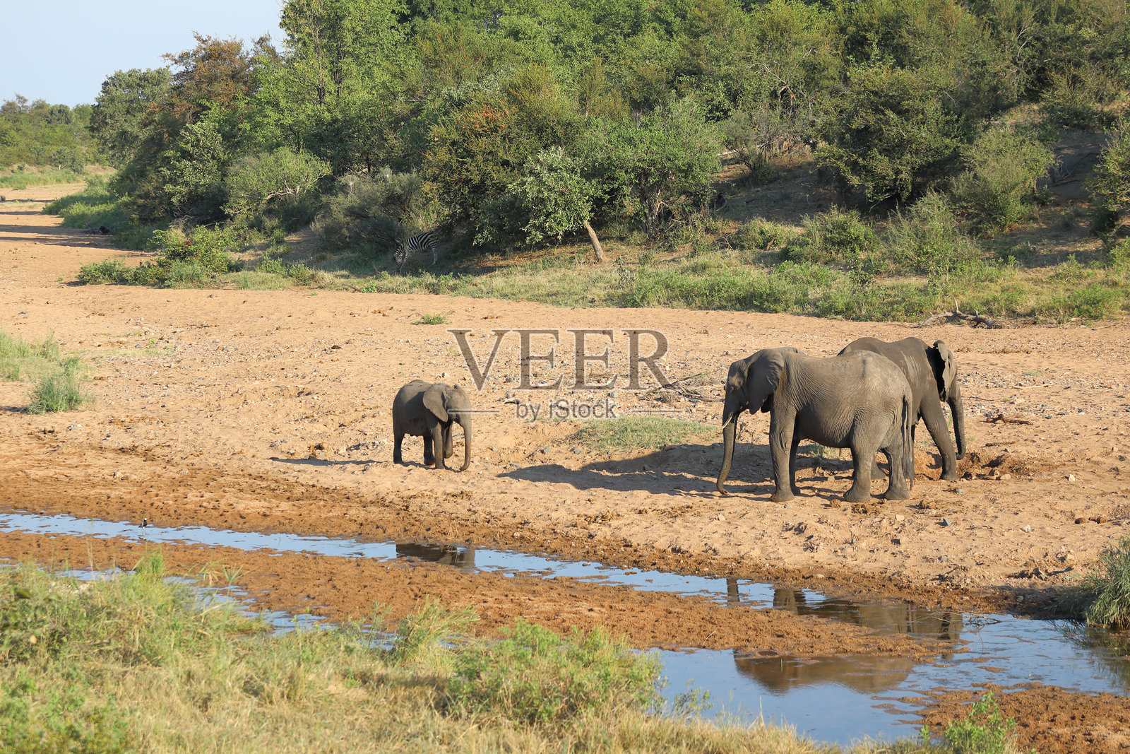 特恩泽河中的非洲象 / Loxodonta africana照片摄影图片