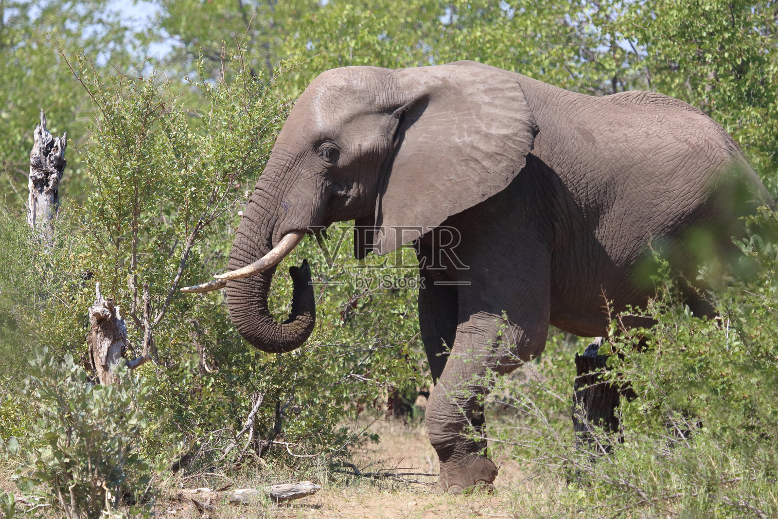 非洲象 / 非洲象 / 非洲象照片摄影图片