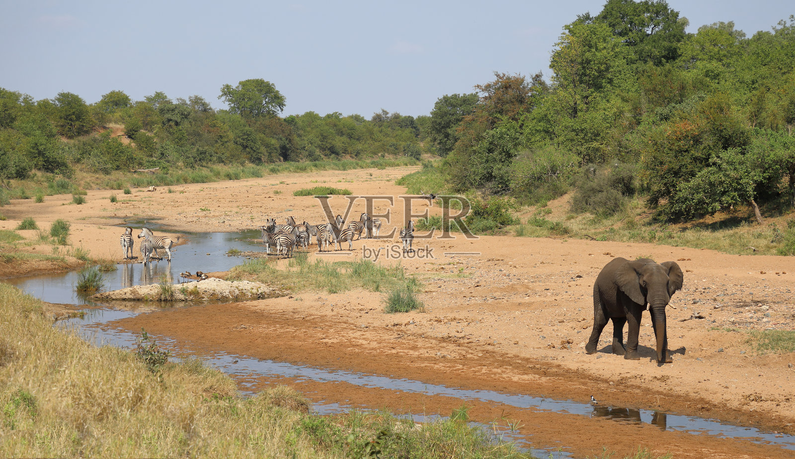 非洲象和布彻尔斑马在特森泽河中照片摄影图片