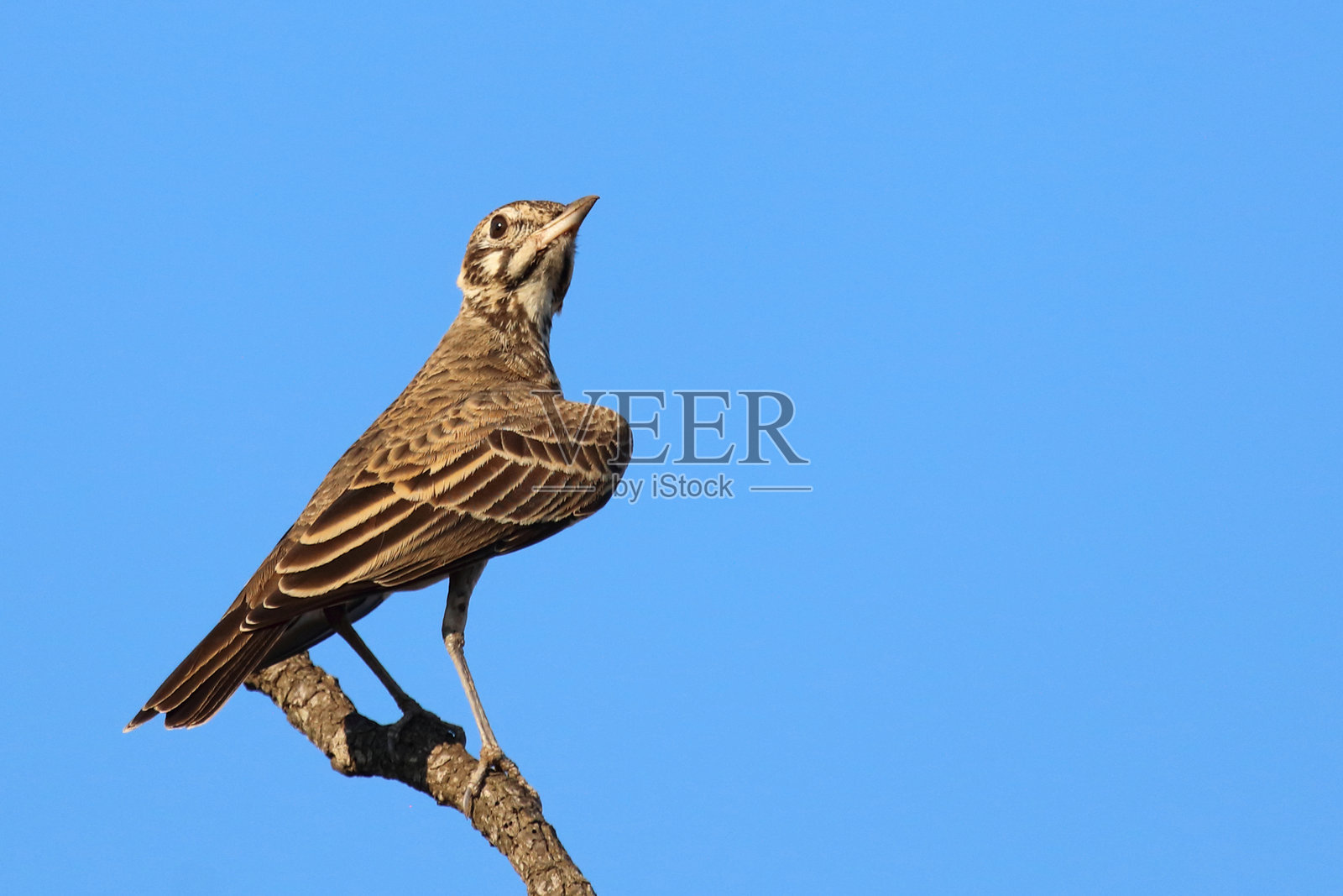 黑嘴鹨 / Dusky lark / Pinarocorys nigricans照片摄影图片