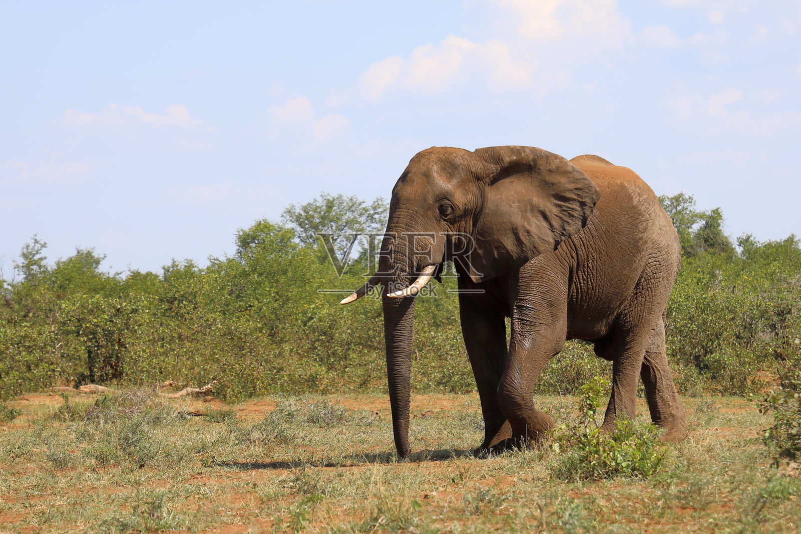 非洲象 / 非洲象 / 非洲象 (Loxodonta africana)照片摄影图片