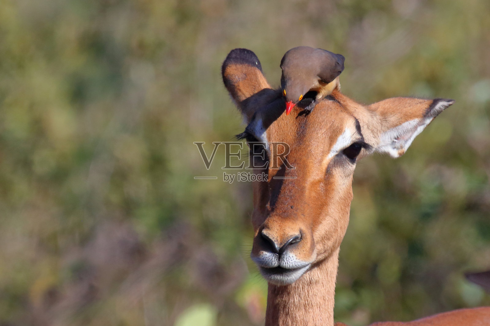 黑斑羚与红嘴牛啄鸟 / Impala 和红嘴牛啄鸟 / Aepyceros melampus 和 Buphagus erythrorhynchus照片摄影图片