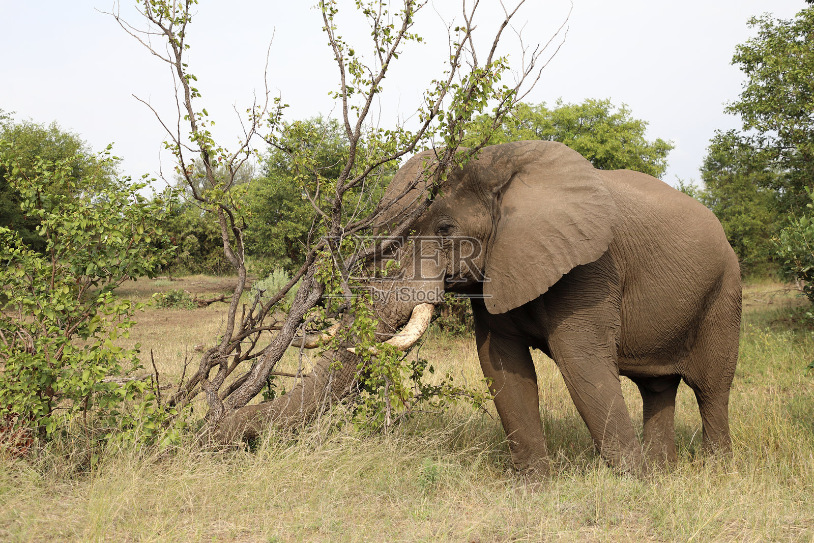 非洲象 / 非洲象 / 非洲象照片摄影图片