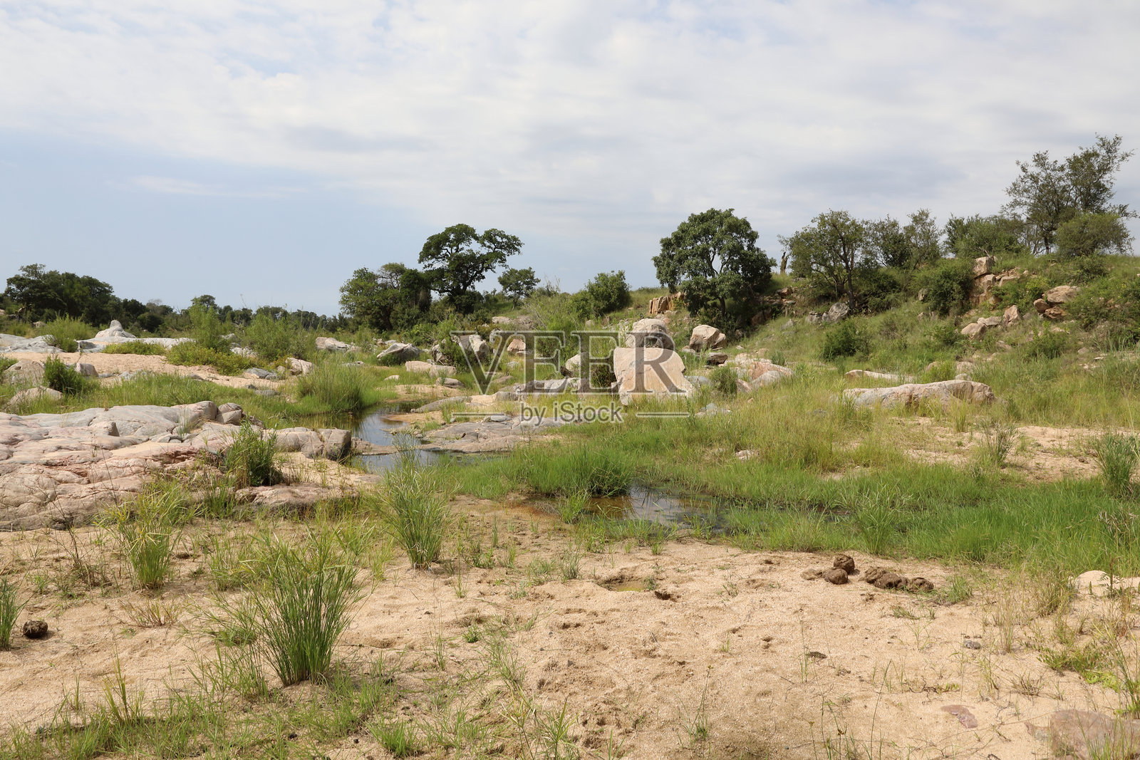 非洲灌木丛 - 克鲁格公园 - 比亚米提河照片摄影图片