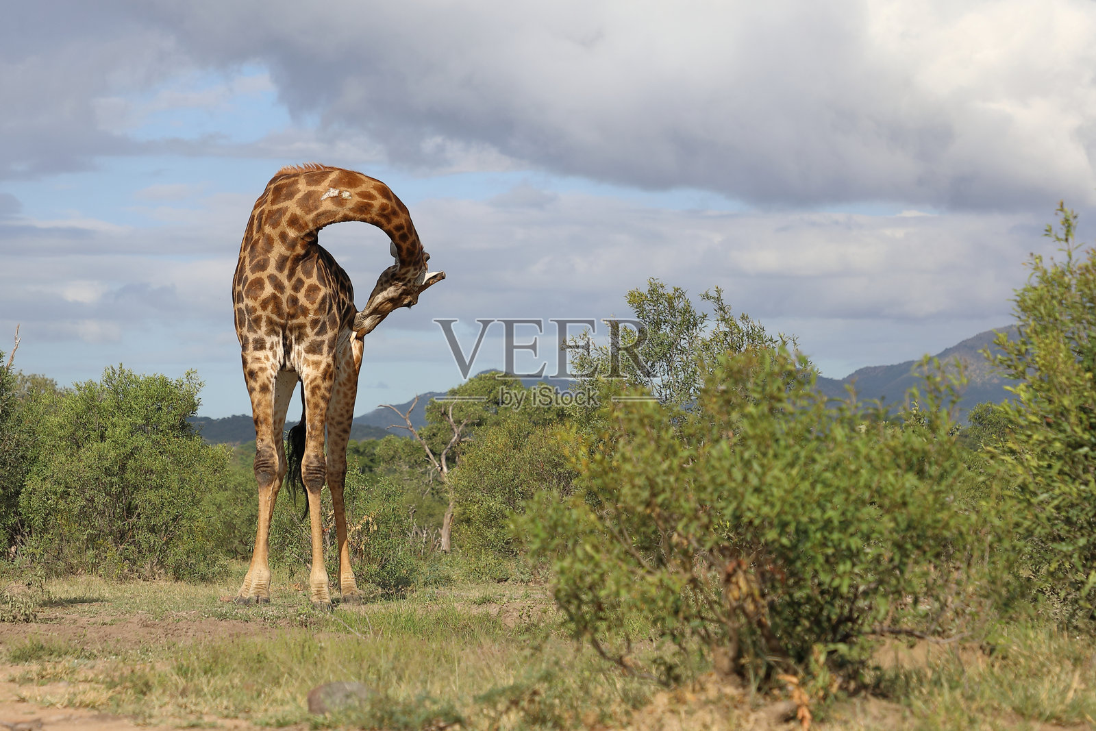 长颈鹿 / 长颈鹿 / 长颈鹿照片摄影图片