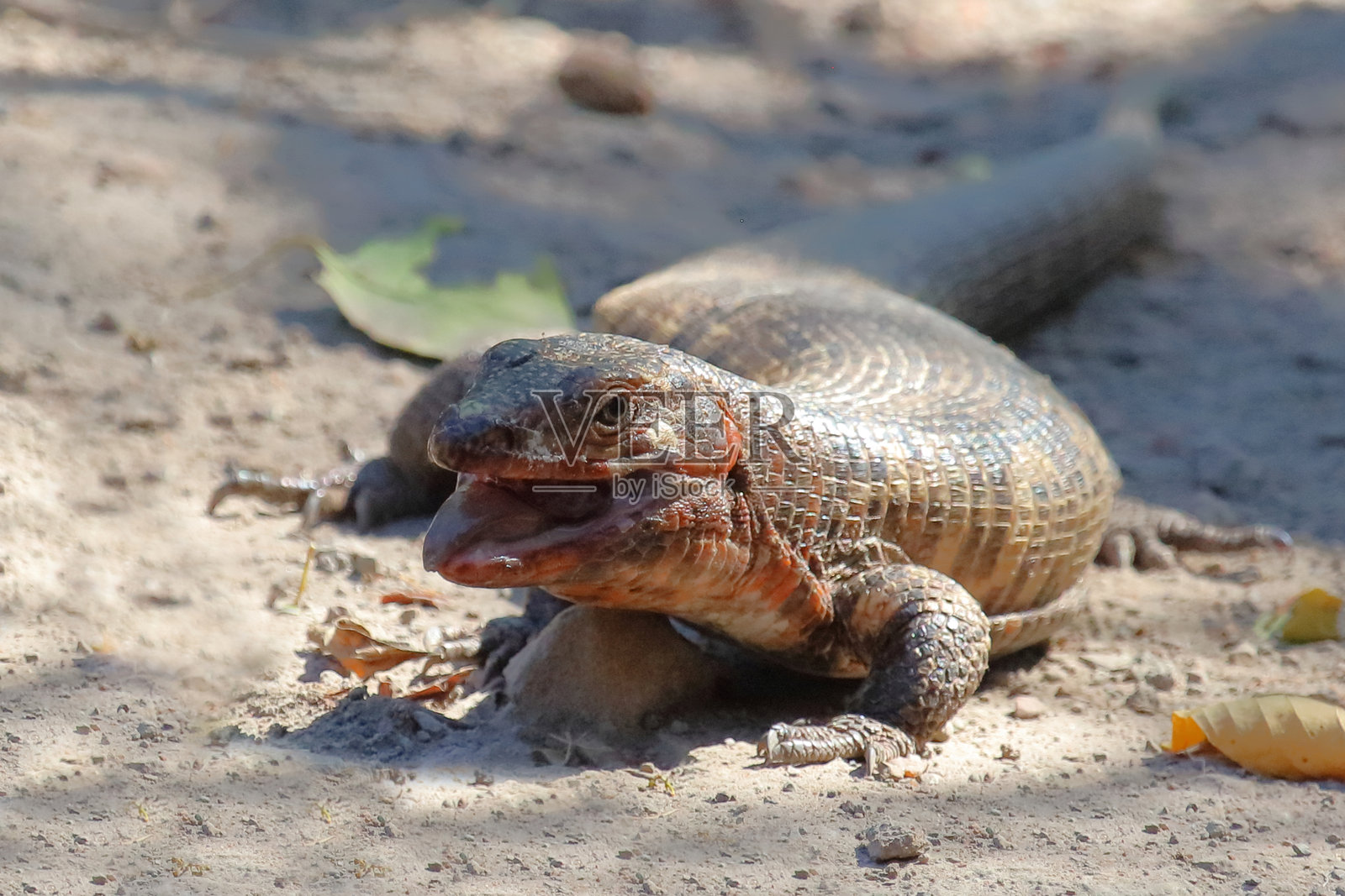 巨型甲壳蜥蜴 / Matobosaurus validus照片摄影图片