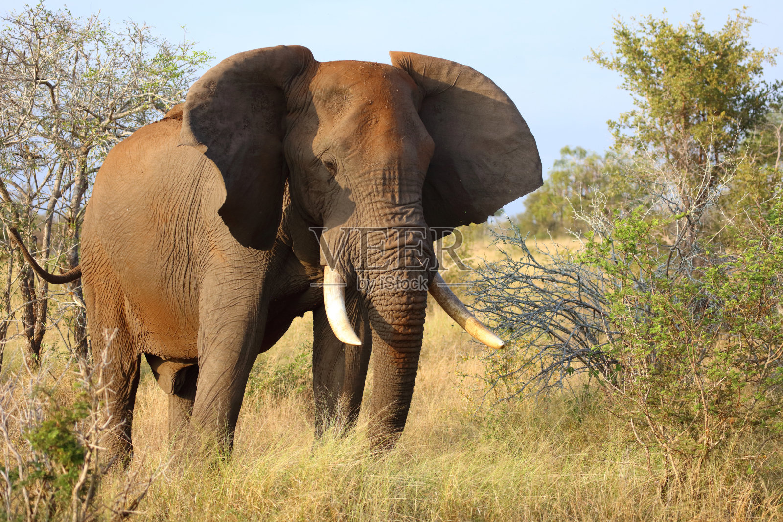 非洲象 / African elephant / Loxodonta africana照片摄影图片