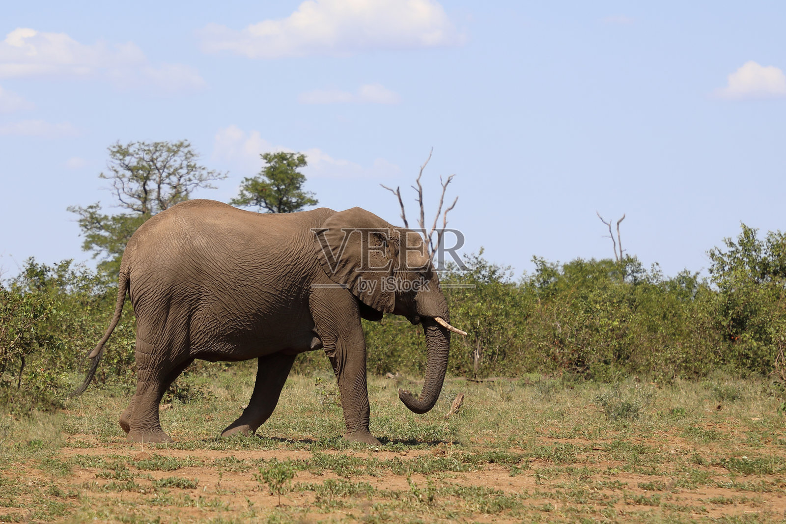 非洲象 / African elephant / Loxodonta africana照片摄影图片