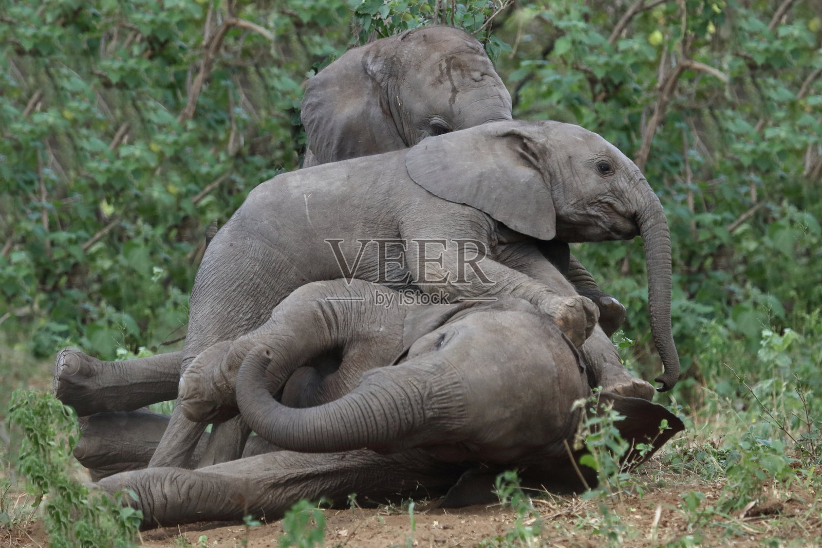 非洲象 / 非洲象 / 非洲象照片摄影图片