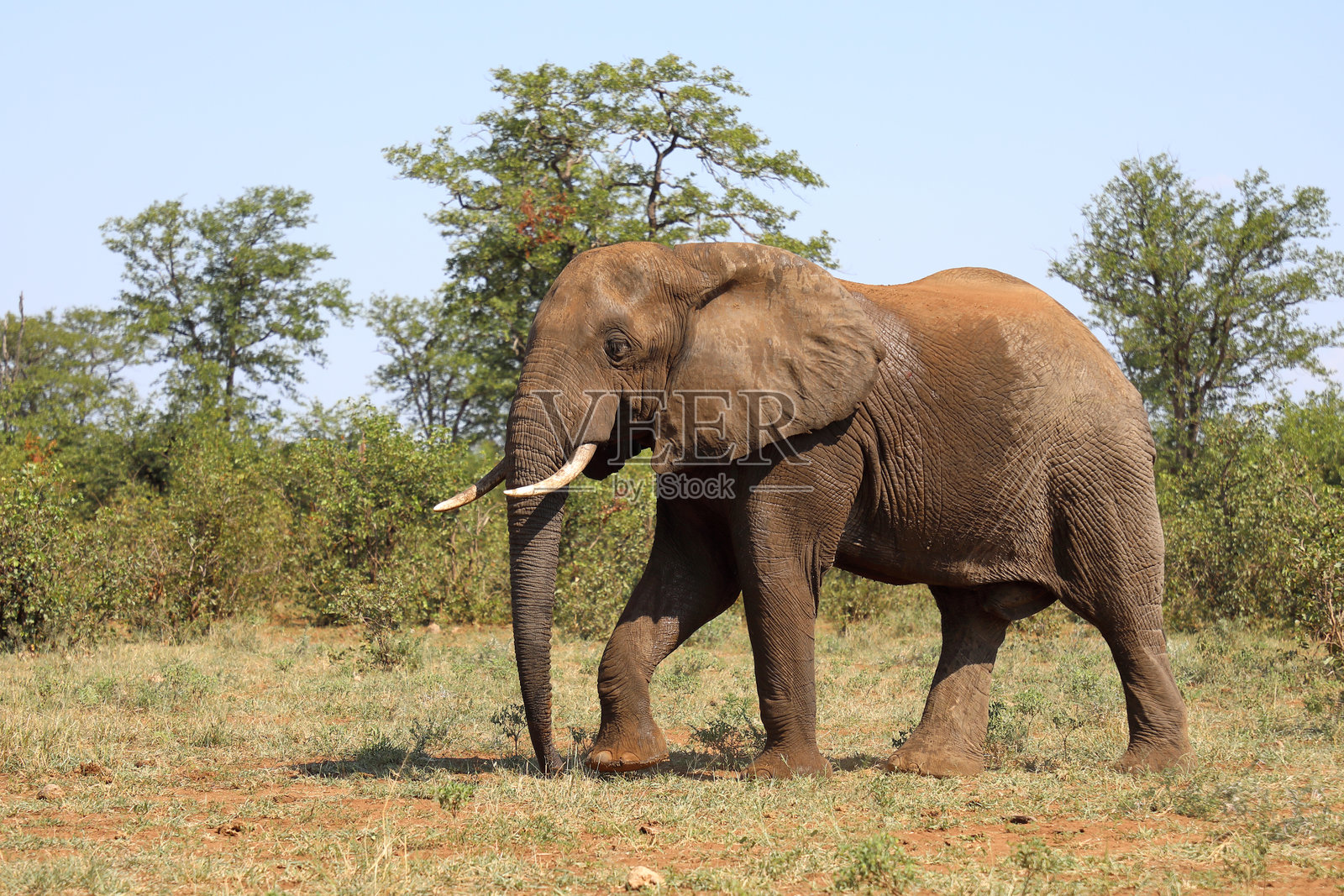 非洲象 / 非洲象 / 非洲象照片摄影图片