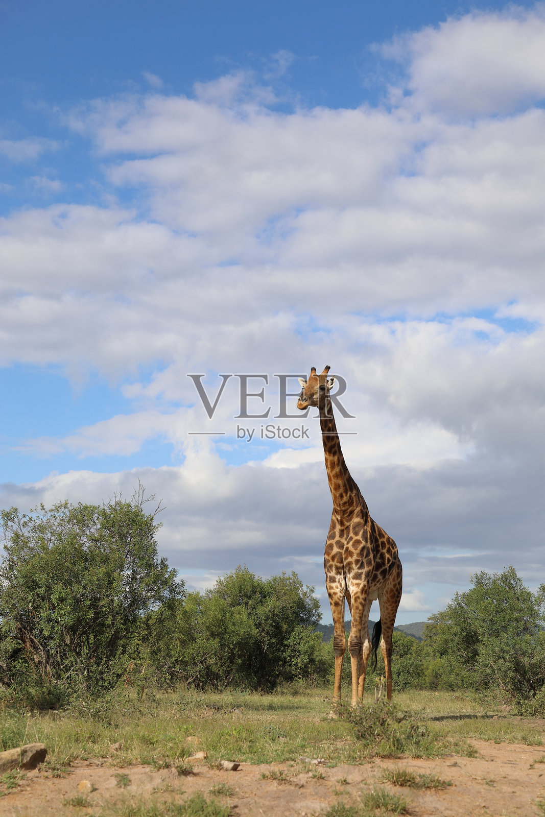 长颈鹿 / 长颈鹿 / 长颈鹿照片摄影图片