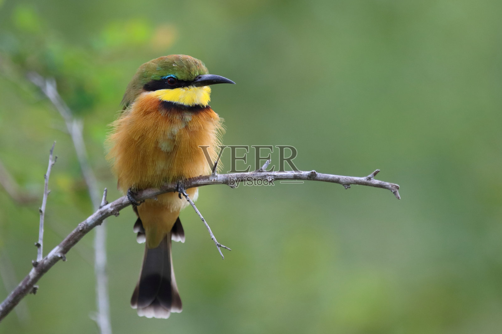 小蜜蜂鸟 / Merops pusillus照片摄影图片