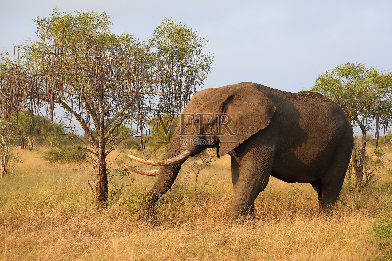 非洲象 / 非洲象 / 非洲象照片摄影图片