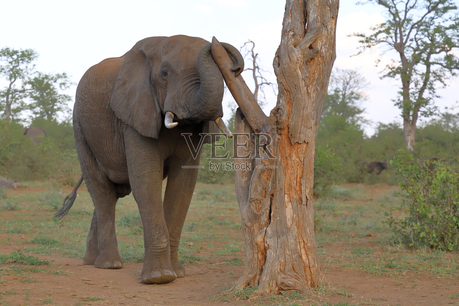 非洲象 / 非洲象 / 非洲象照片摄影图片
