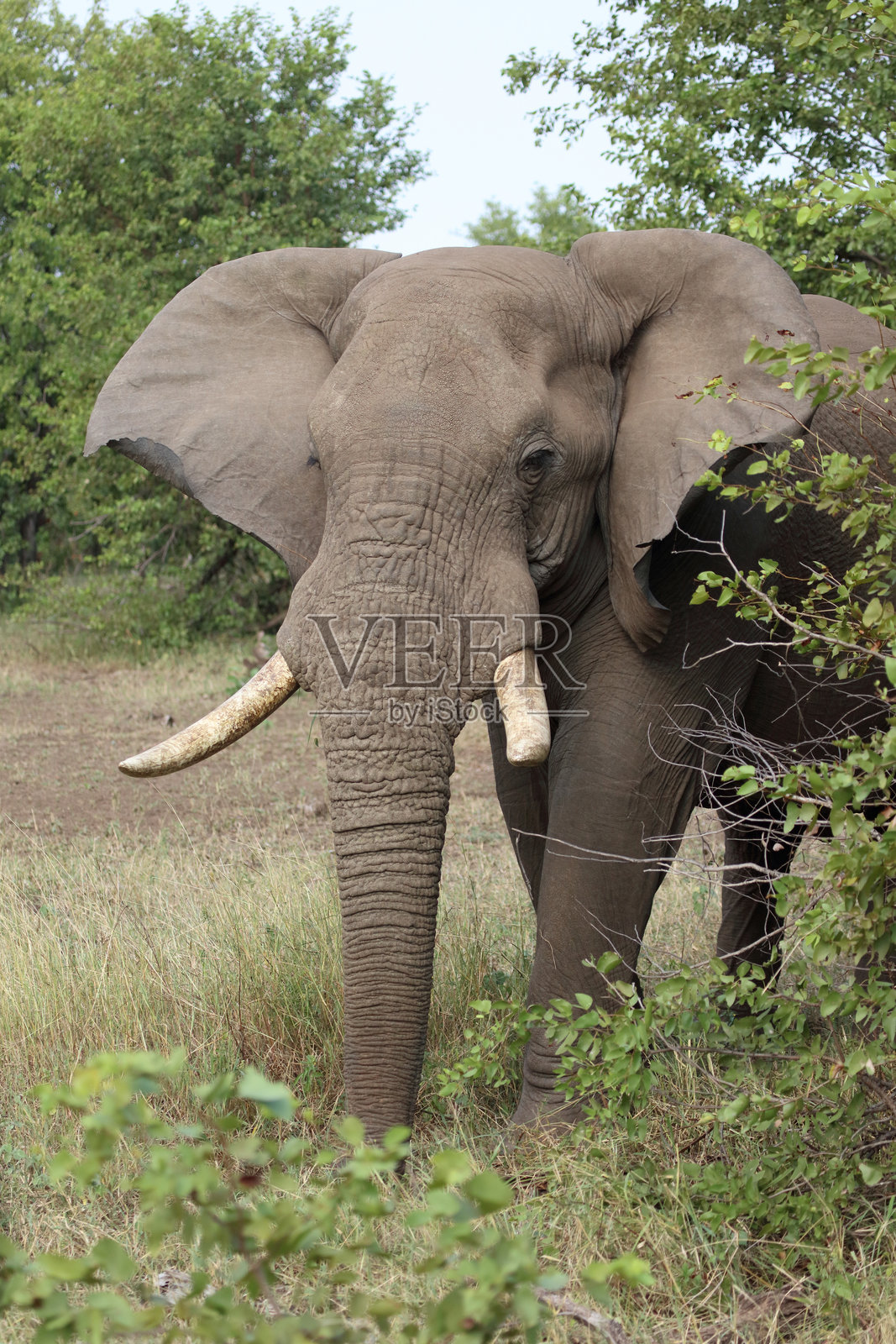 非洲象 / 非洲象 / 非洲象 (Loxodonta africana)照片摄影图片