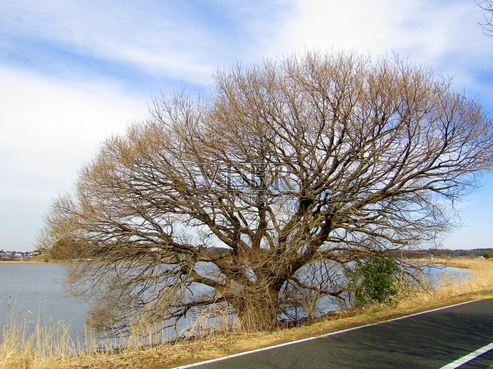 日本。三月。在湖边照片摄影图片