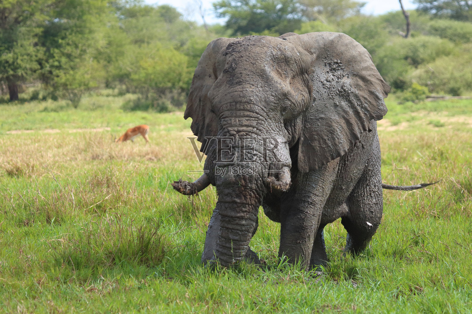 非洲象在泥浆中 / Loxodonta africana照片摄影图片