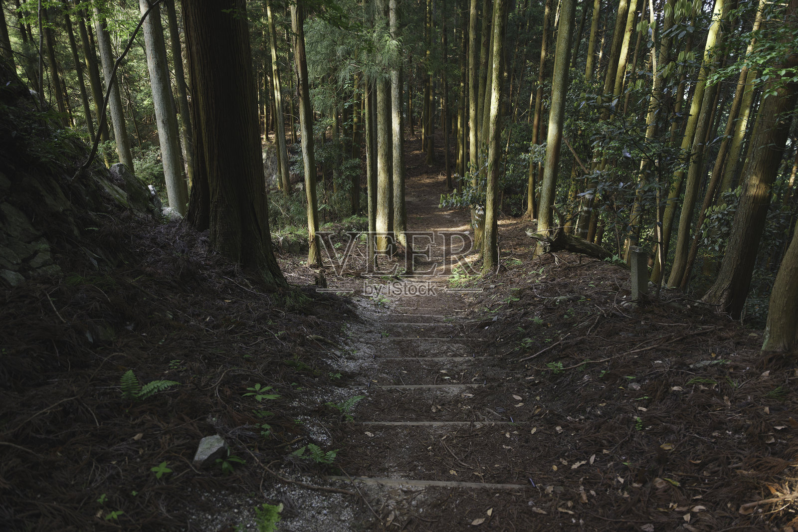 夏季风景中的美丽森林透过树木照片摄影图片