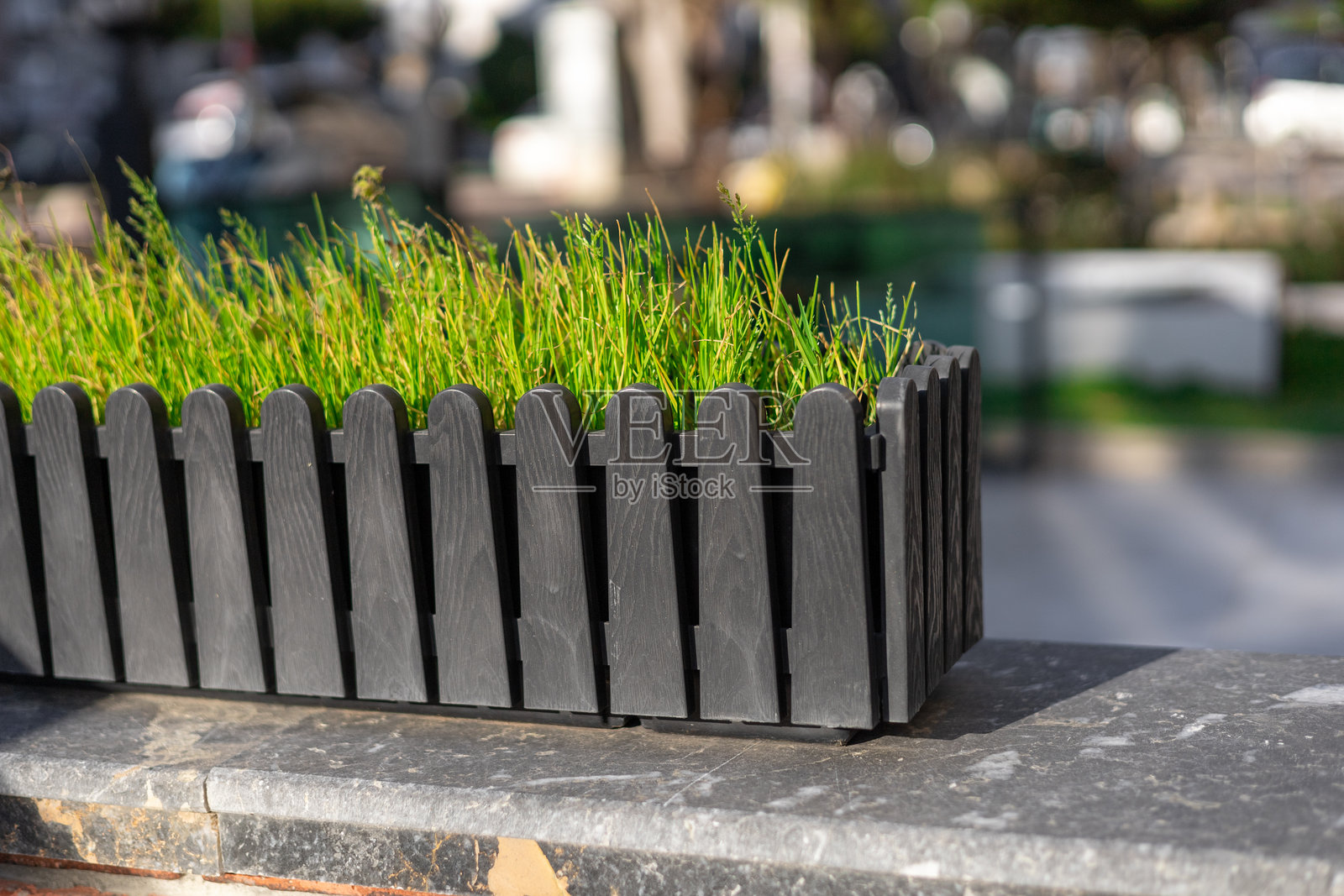 在城市人行道上，中午时分，黑色花盆中长出的新鲜草坪照片摄影图片