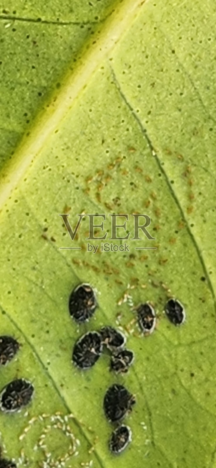 在柠檬香茅叶上的柑橘黑蝇（Aleurocanthus woglumi）群落中，可以看到卵、若虫和蛹。奶油白色的螺旋状卵、黄色的若虫和黑色的蛹清晰可见，显示出不同的发育阶段。照片摄影图片