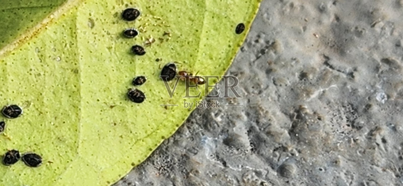 一群柑橘黑蝇（Aleurocanthus woglumi）在香茅柠檬叶上呈现出卵、若虫和蛹。奶油白色的螺旋状卵、黄色的若虫和黑色的蛹清晰可见，显示出不同的发育阶段。照片摄影图片