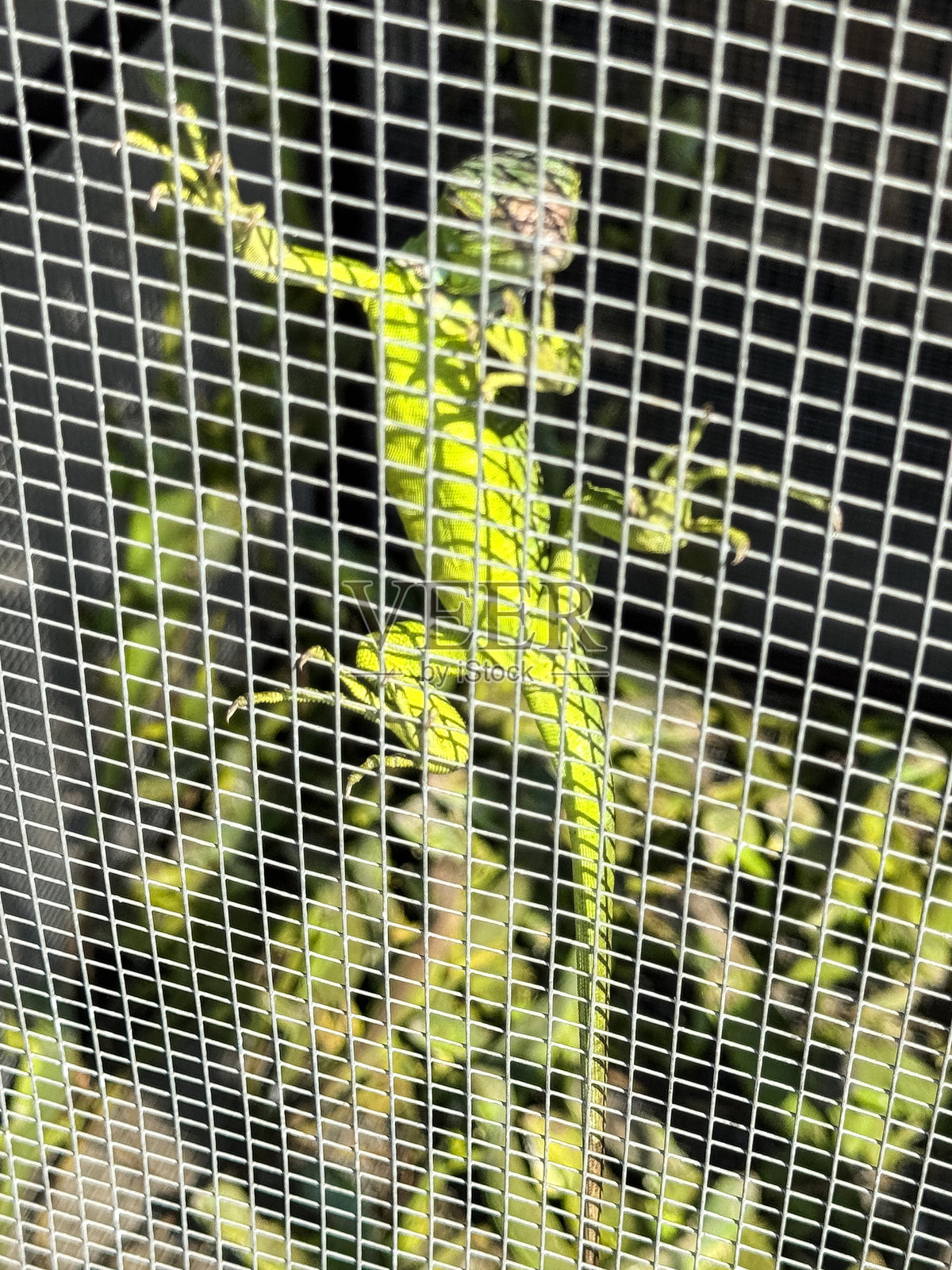 一群绿色蜥蜴的特写图像，关在笼子里，野生动物被半英寸见方的金属网隔开，爬行动物在阳光下紧紧抓住金属栏杆，前景聚焦。照片摄影图片