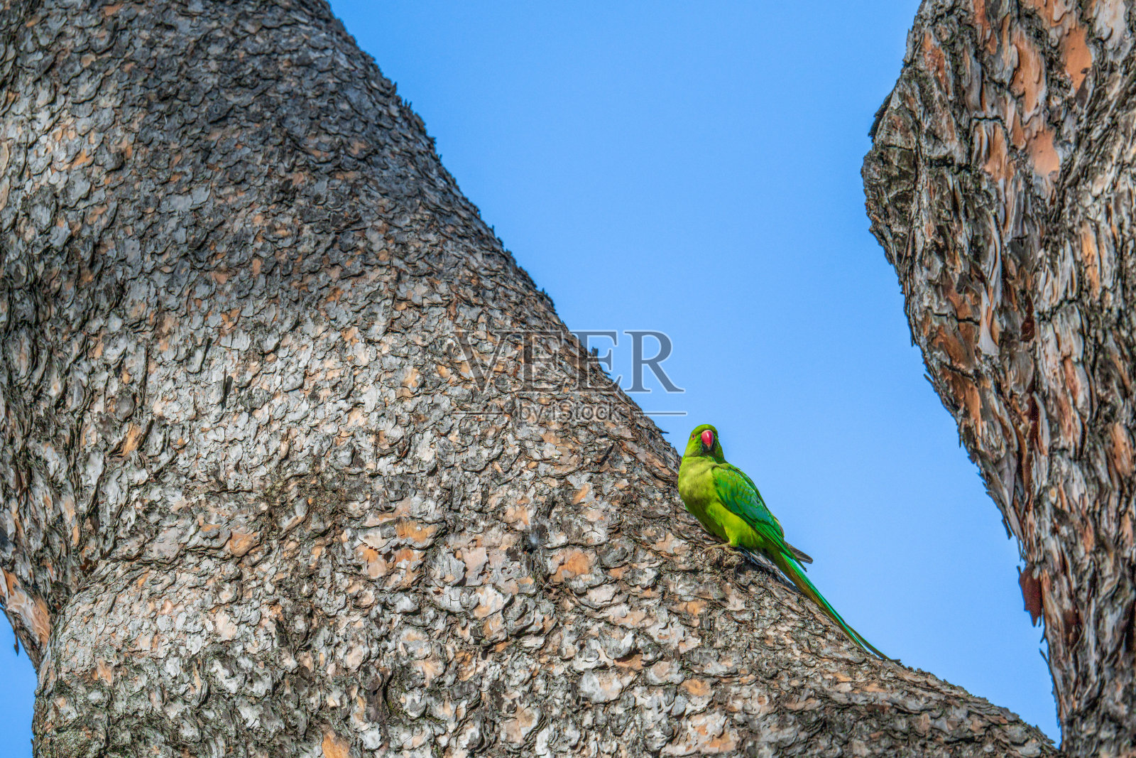 帕帕加洛鹦鹉照片摄影图片