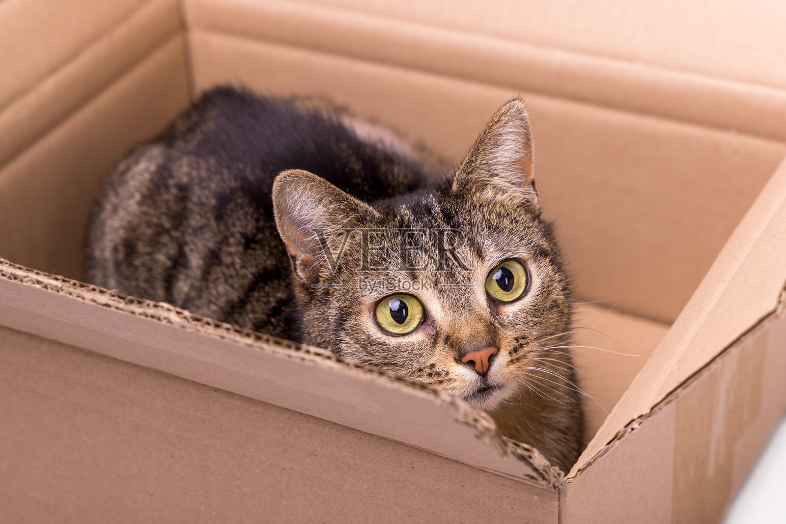 近距离拍摄的虎斑猫在纸箱里照片摄影图片