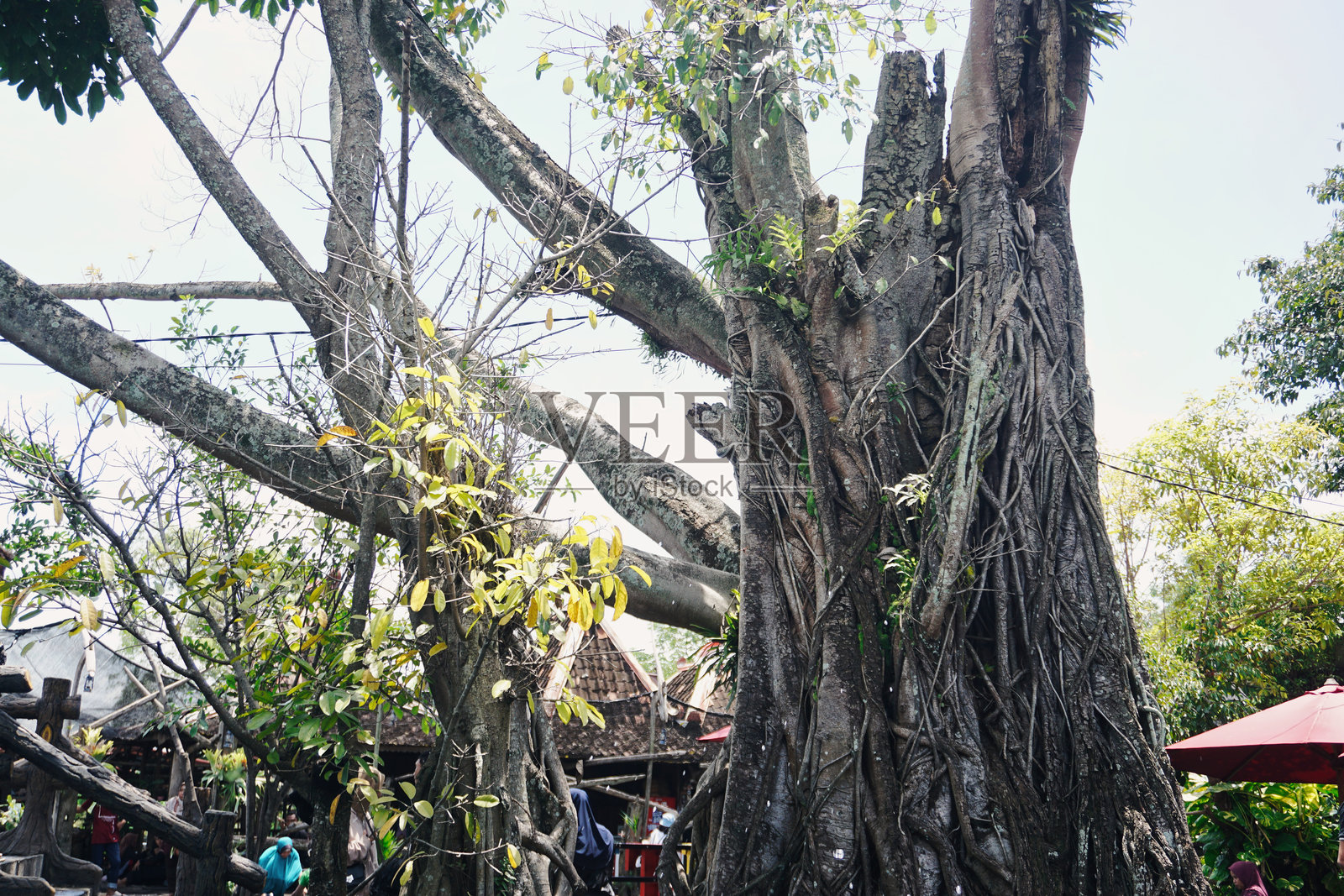高大的榕树在郁郁葱葱的森林中映衬着明亮的天空照片摄影图片