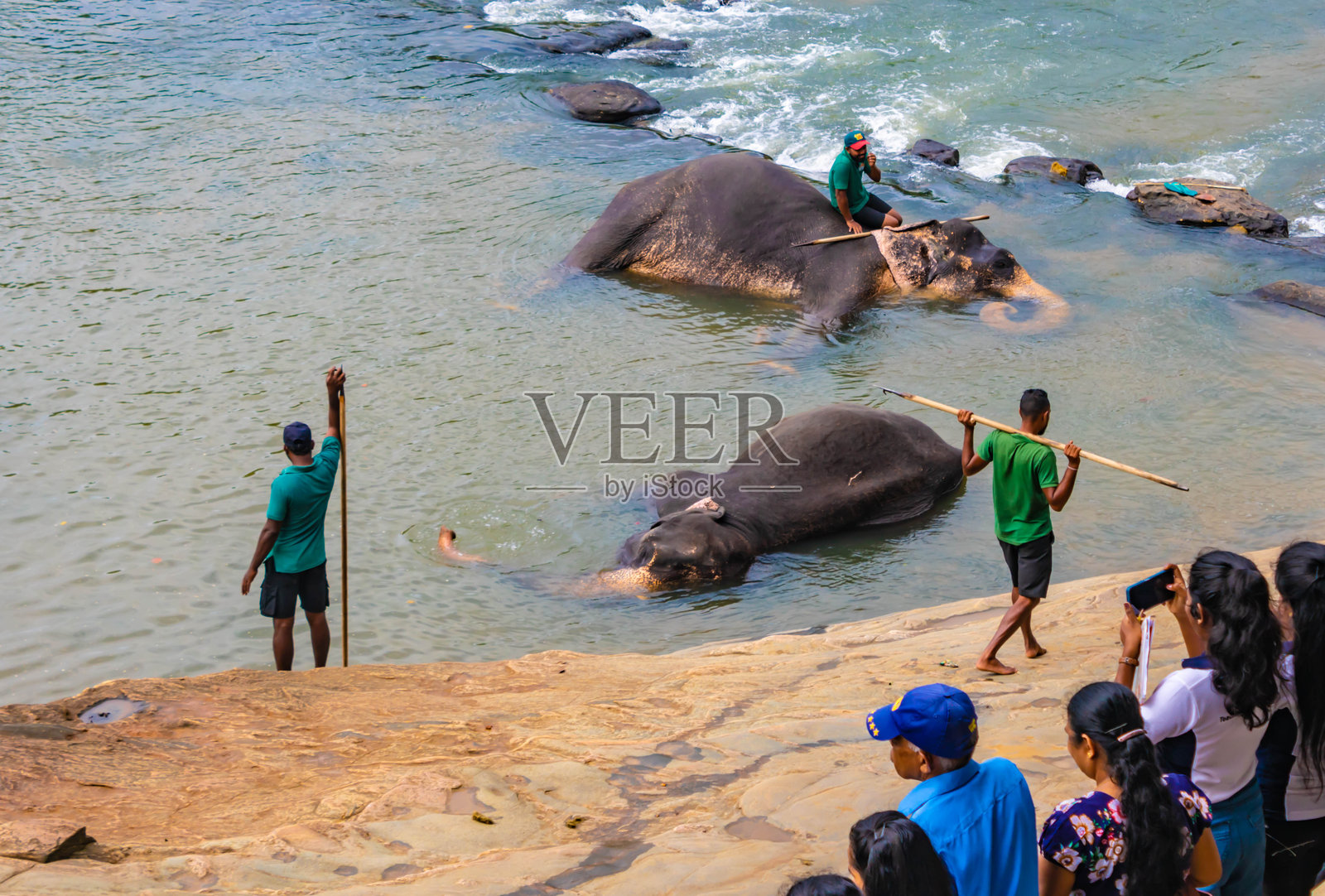 在斯里兰卡皮纳瓦拉大象孤儿院，亚洲象（Elephas maximus）在河中洗澡，饲养员和游客正在拍照。照片摄影图片
