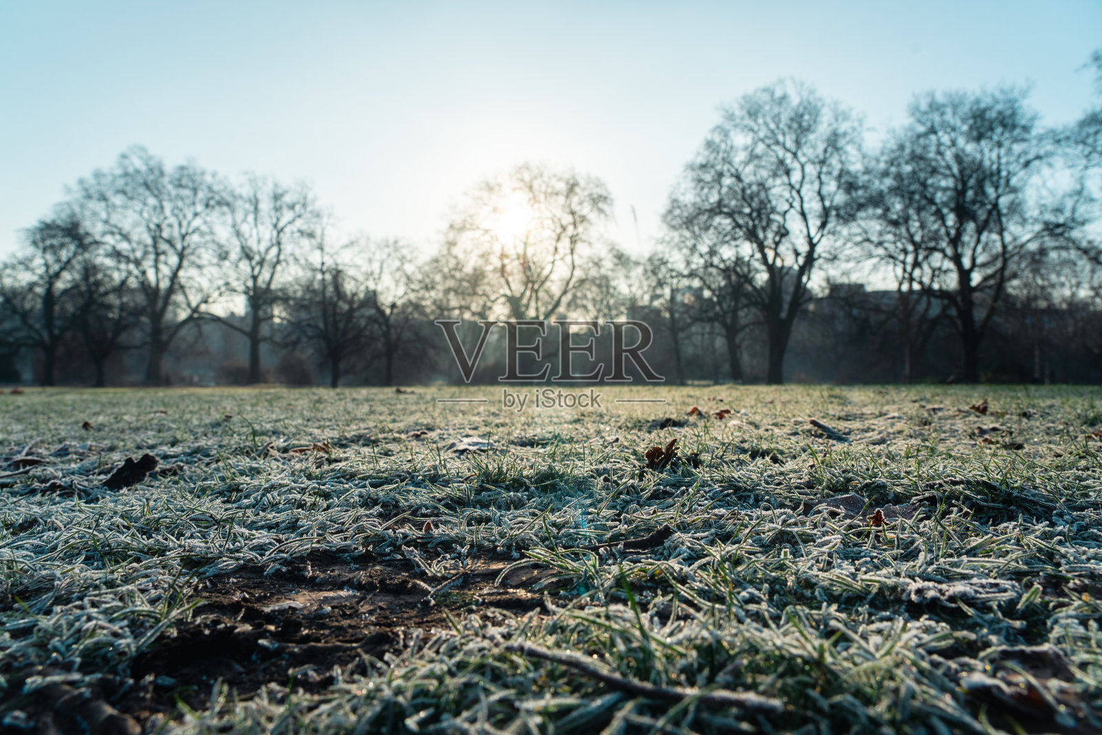 城市公园中，晨光下闪耀的冰冻草叶照片摄影图片