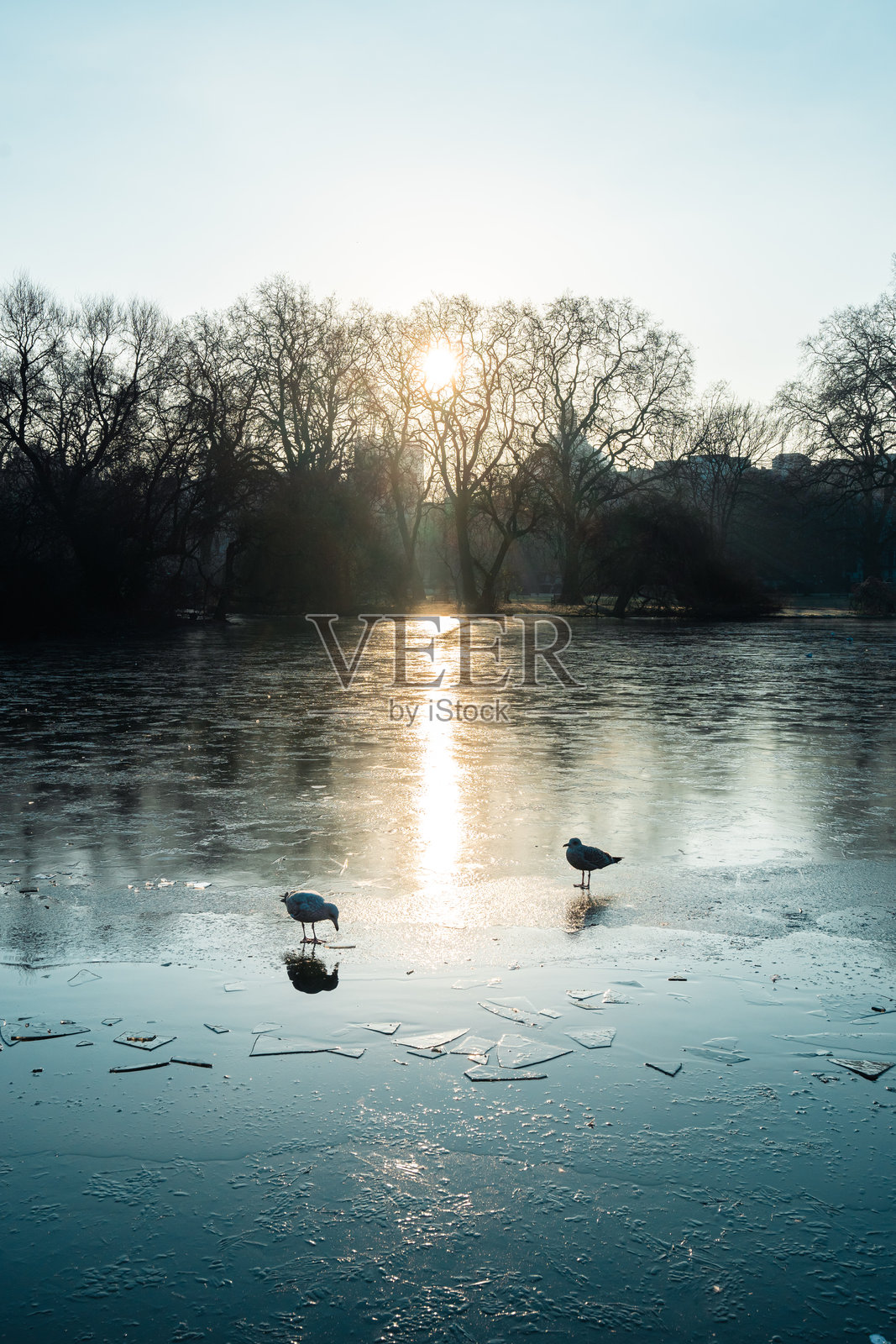 两只海鸥在冬季日出时站在冰冻的湖面上照片摄影图片