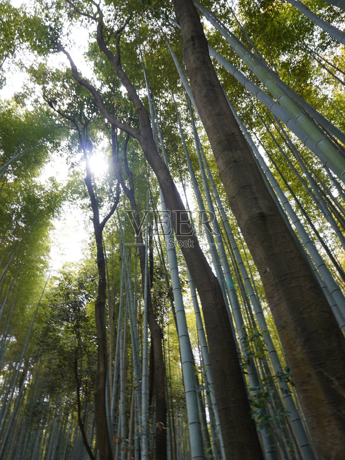 岚山竹林是日本京都最著名的景点之一。这个游客众多的岚山竹林是日本最受欢迎的旅游景点之一。美丽的竹子背景模板。照片摄影图片