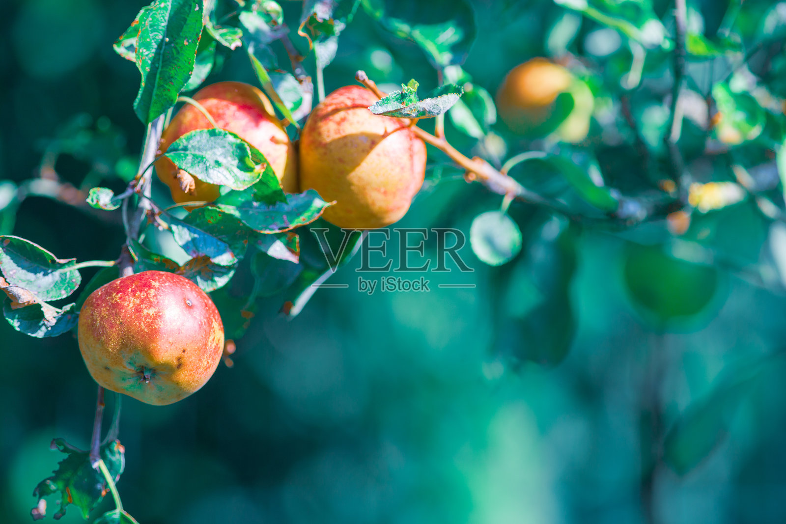 苹果园中成熟的红苹果，选择性对焦，背景模糊。照片摄影图片