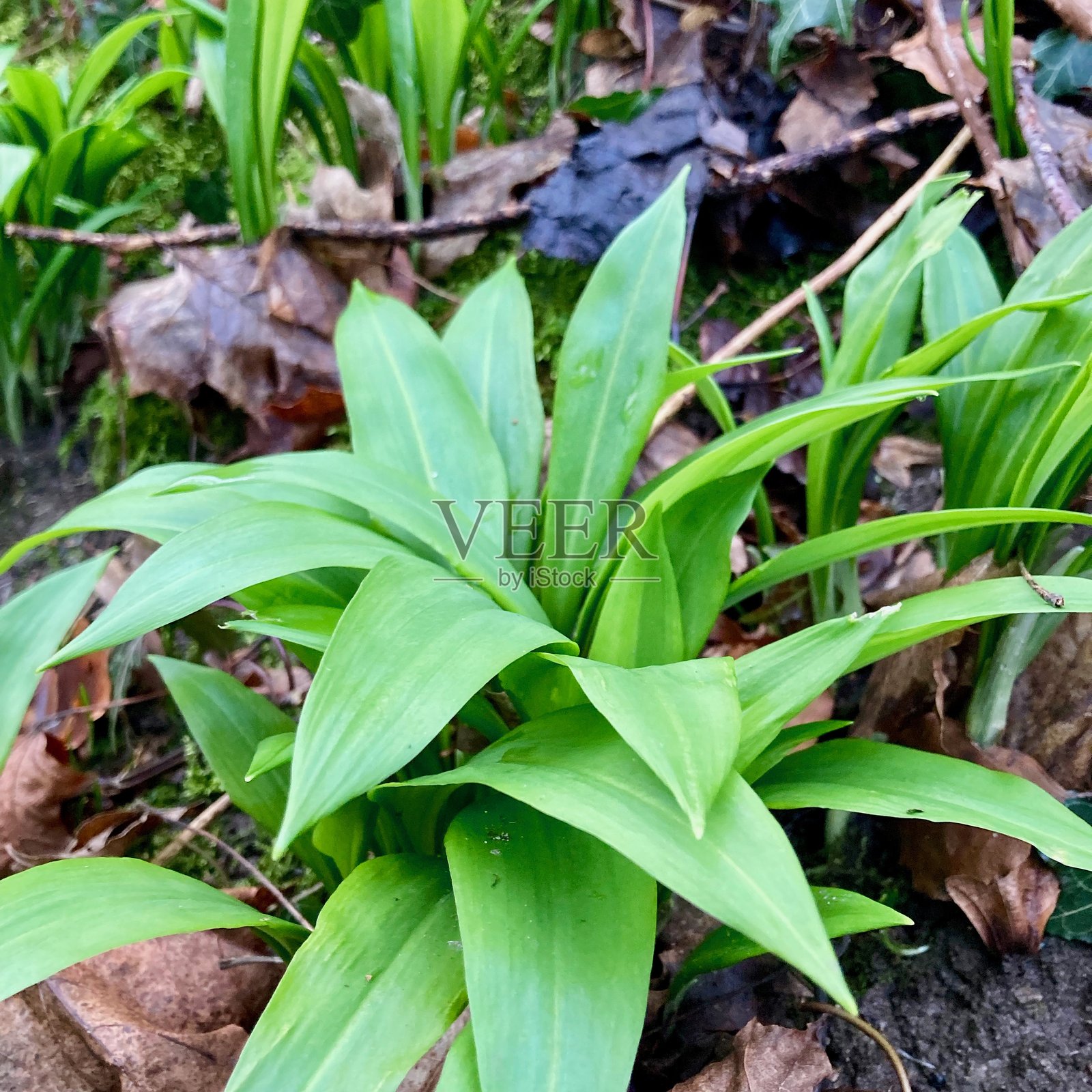 大蒜韭菜正当季。照片摄影图片