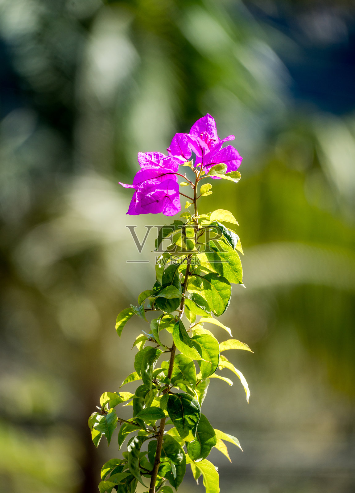 一朵紫色的库拉索花在绿色的田野中高高挺立。照片摄影图片