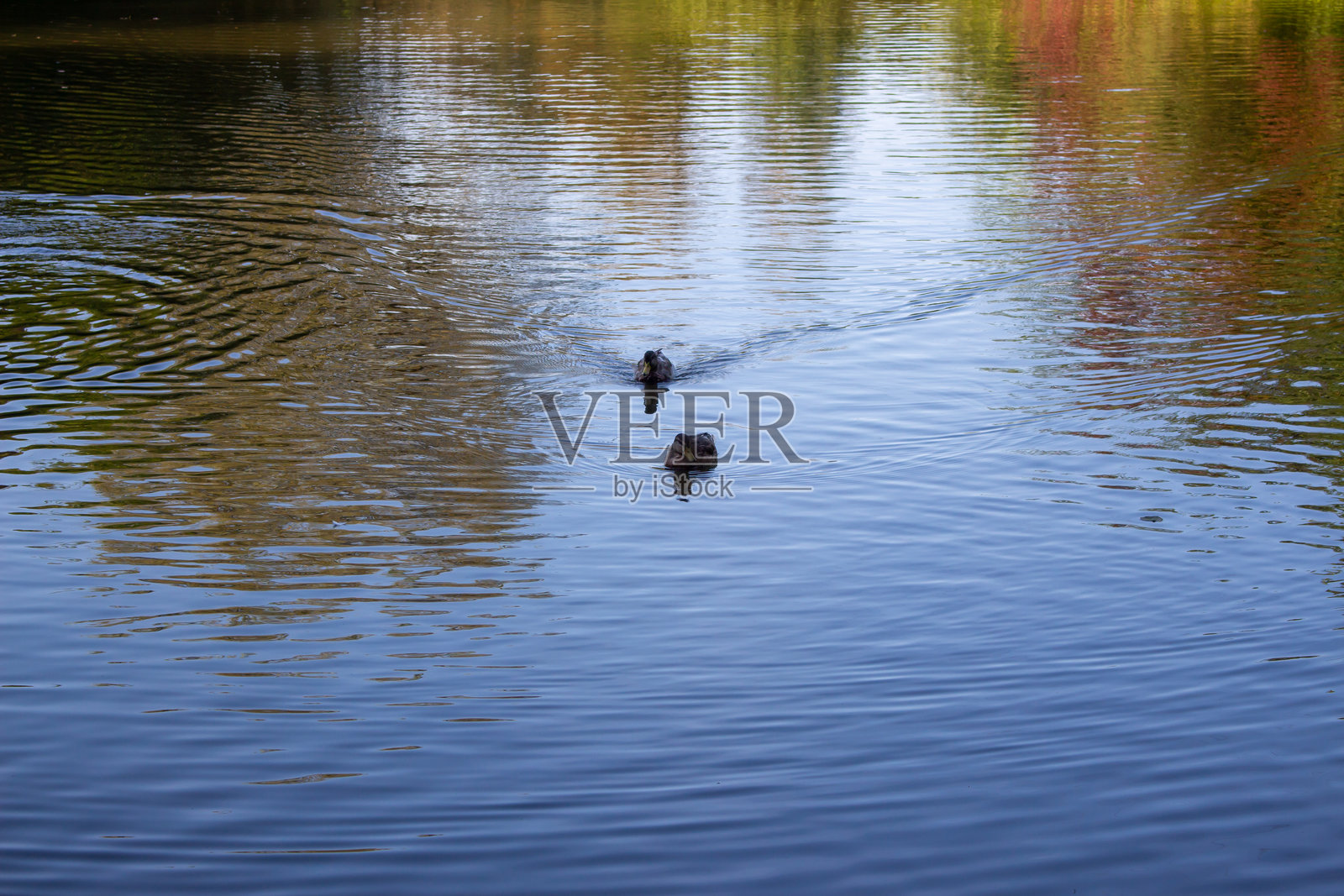 母野鸭在池塘上照片摄影图片