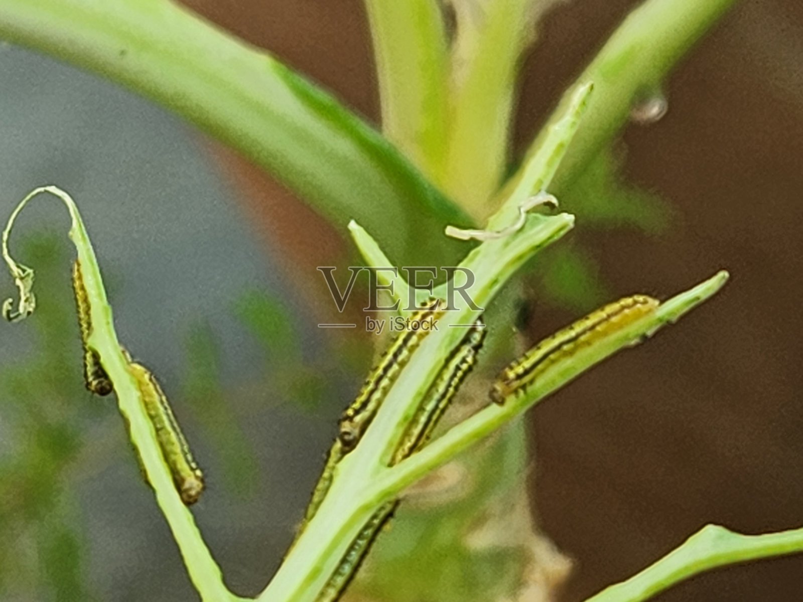 Ascia monuste 毛虫的取食痕迹显示出线性缺叶模式，留下暴露的叶脉，这是严重虫害的典型迹象。照片摄影图片