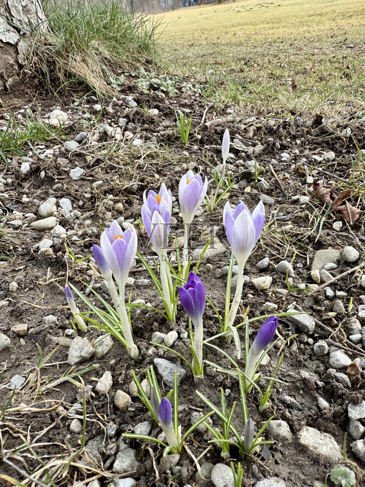 克罗库斯照片摄影图片