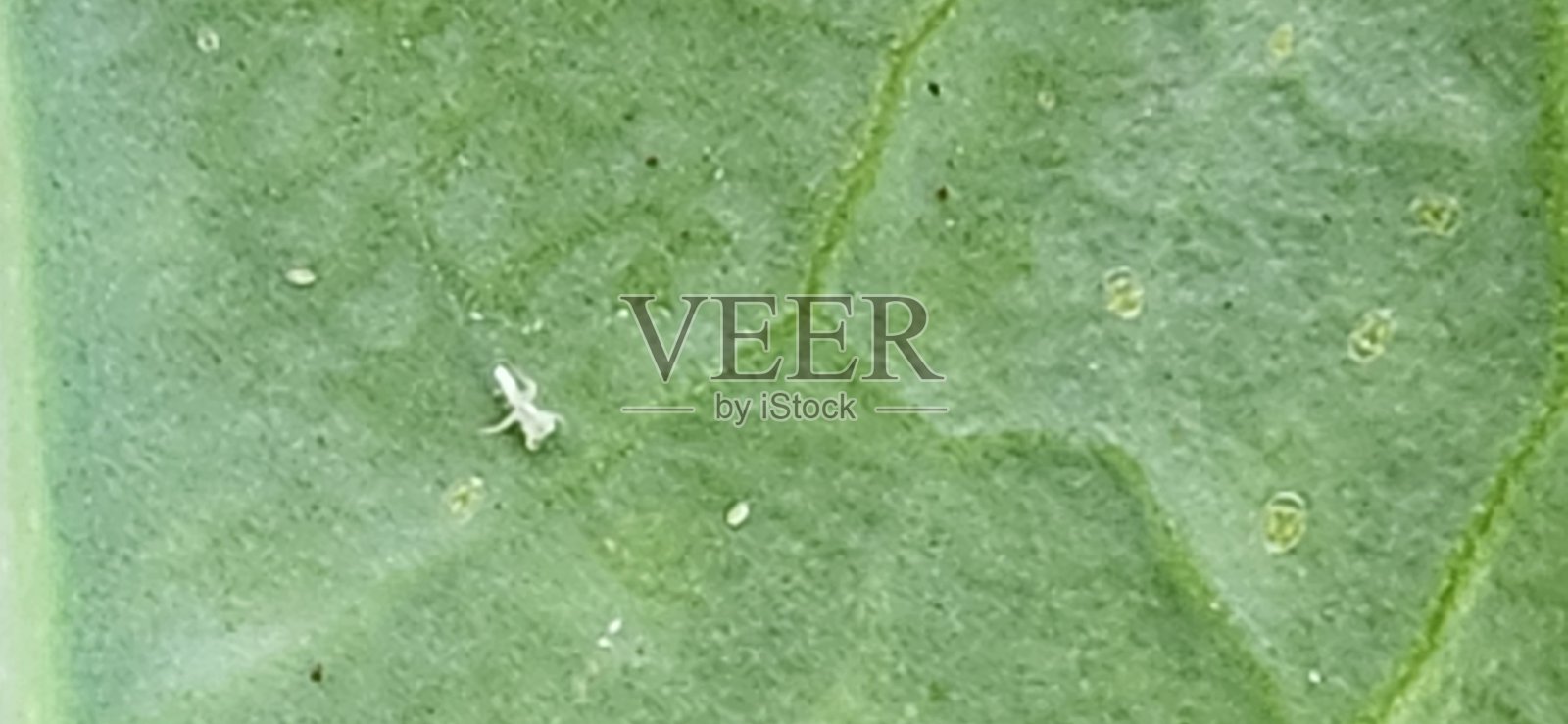 受白蝴蝶虫侵扰的卷心菜叶片会出现斑点，并可能因害虫造成的压力而生长受阻。照片摄影图片