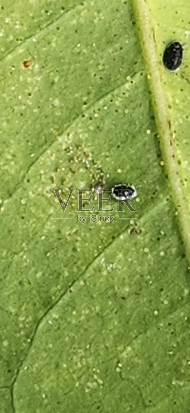 青柠叶的背面栖息着不同阶段的昆虫，如微小的卵、附着的若虫和活动的成虫。这些昆虫吸食植物的汁液，导致叶片发黄和变形，同时促进植物上黑霉的生长。照片摄影图片