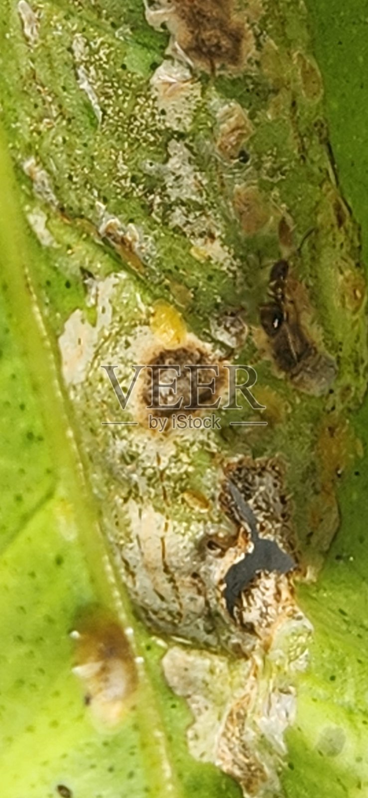 青柠叶上的球形介壳虫吸引蚂蚁，蚂蚁保护这些害虫免受自然捕食者的侵害。这种共生关系阻碍了有效的生物控制，导致虫害增加，造成叶片损伤和整体弱化。照片摄影图片