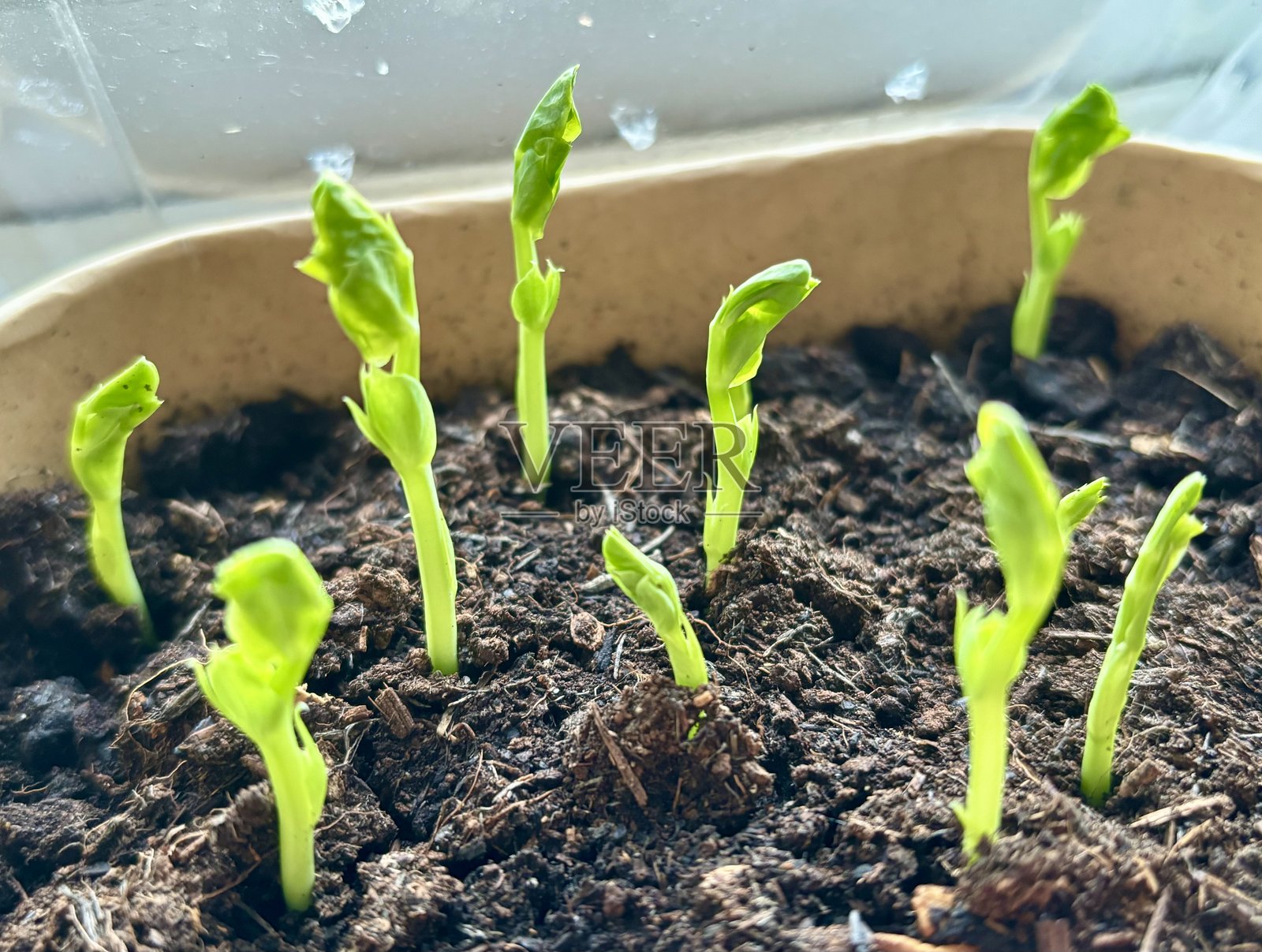 发芽的种子照片摄影图片