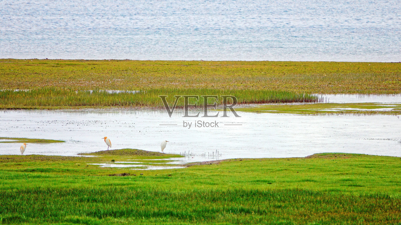 青藏高原的野生动物，中国，亚洲。圣湖，羊卓雍措，羊湖。照片摄影图片