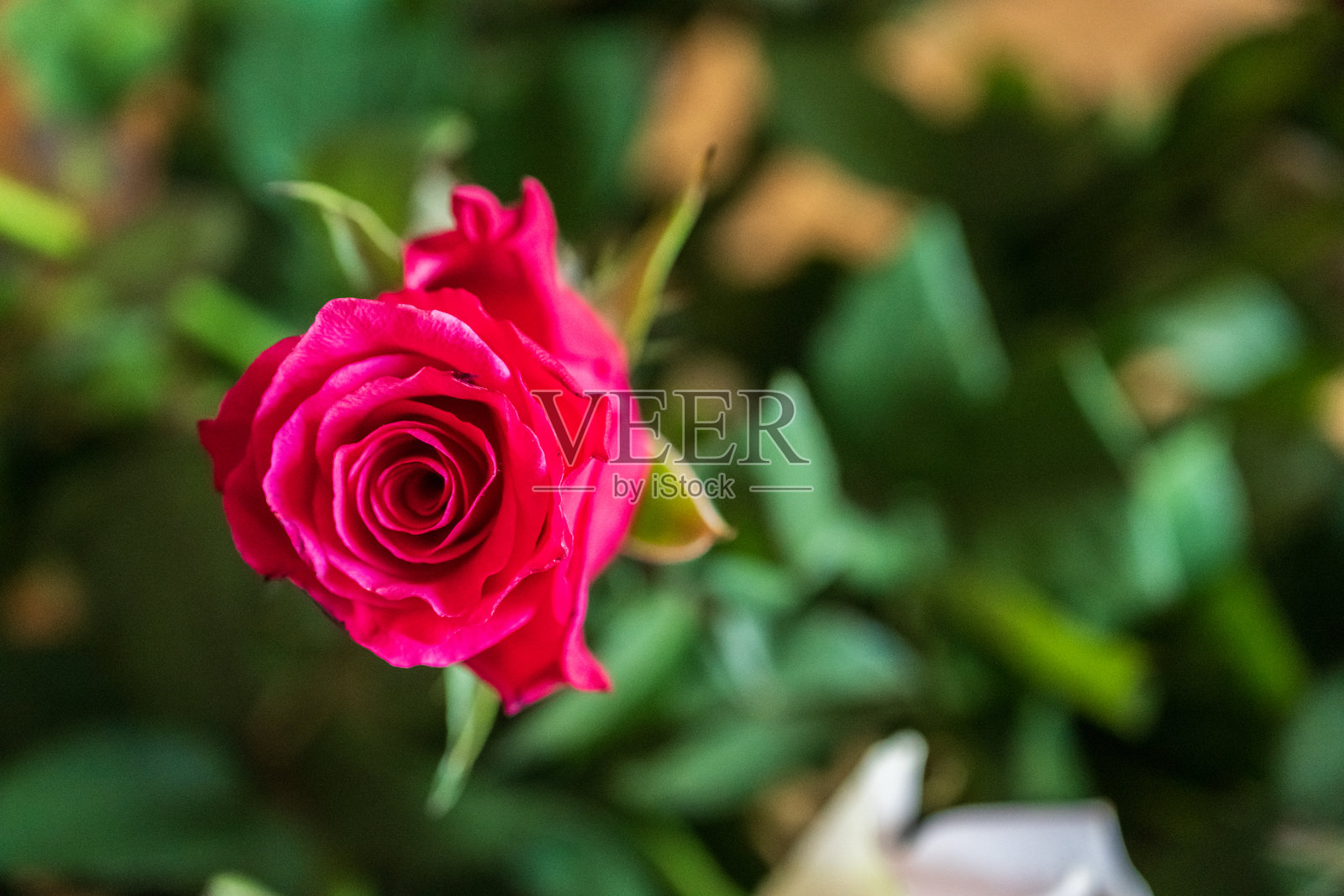 鲜艳的粉色玫瑰在郁郁葱葱的绿叶中。照片摄影图片