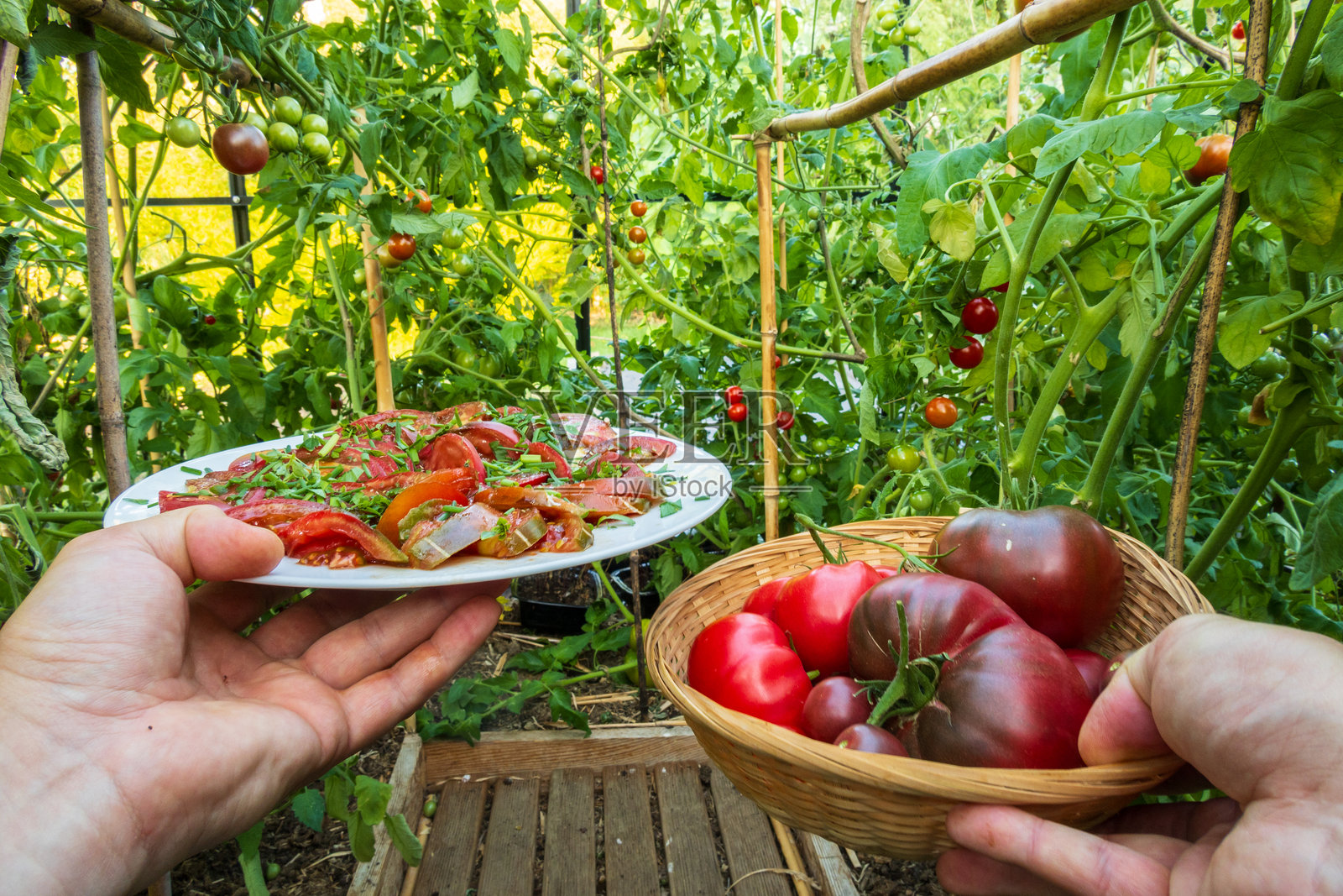 在温室中采摘红色番茄，并将美味的收成呈现在盘子上照片摄影图片