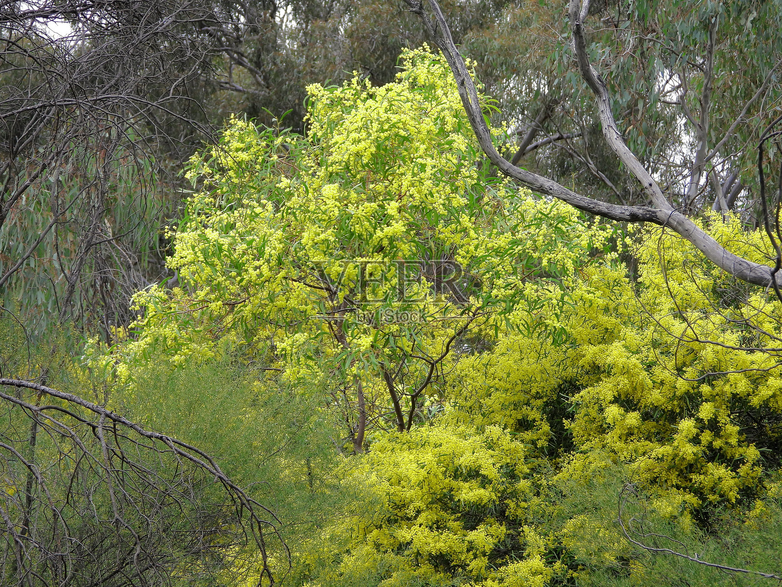 澳大利亚维多利亚州北部的下莫伊拉照片摄影图片